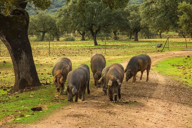 cerdos ibericos en una dehesa